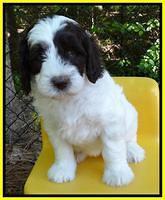 Coco Duke pups 6 wks old 211