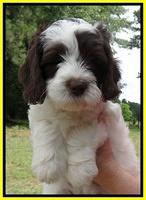 Coco Duke pups 7 wks old 121