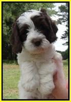 Coco Duke pups 7 wks old 131