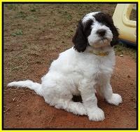 Coco Duke pups 7 wks old 281
