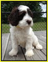 Coco Duke pups 7 wks old 301