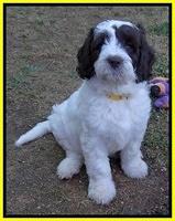 Coco Duke pups 7 wks old 311