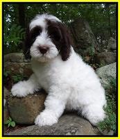 Coco Duke pups 8wks old 120