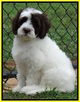 Coco Duke pups 8wks old 220