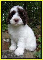 Coco Duke pups 8wks old 320
