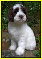 Coco Duke pups 8wks old 420