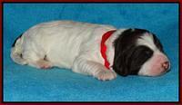 Coco Duke pups 1 wk old 211
