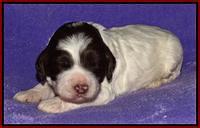 Coco Duke pups 2 wks old 241