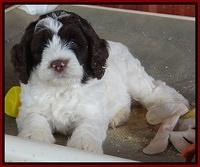 Coco Duke pups 7 wks old 261