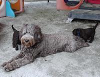 Coco Duke pups 4 wks old 461