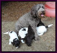 Coco Duke pups 5 wks old 21