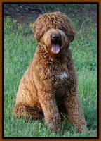 Dawson 1 year old 41