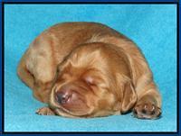 Jou Dawson pups 1 wk old 11