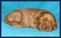 Jou Dawson pups 1 wk old 21