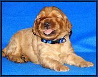 Joy Dawson pups 2 wks old 11