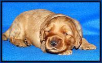 Joy Dawson pups 2 wks old 21