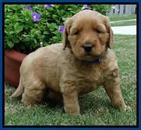 Joy Dawson pups 4 wks old 31