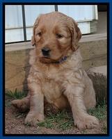 Joy Dawson pups 5 wks old 31