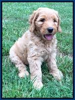 Joy dawson pups 7 wks old 11