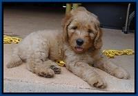 Joy dawson pups 7 wks old 51