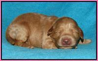 Jou Dawson pups 1 wk old 51
