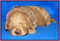 Joy Dawson pups 2 wks old 61