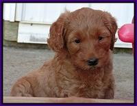 Joy Dawson pups 5 wks old 141