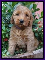 Joy Dawson pups 6 wks old 101