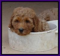 Joy dawson pups 7 wks old 151