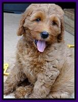 Joy dawson pups 7 wks old 161