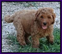 Joy dawson pups 7 wks old 181