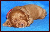 Joy Dawson pups 2 wks old 161