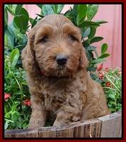 Joy Dawson pups 6 wks old 131