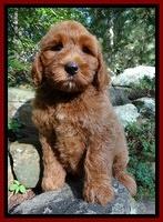 Joy Dawson pups 8 weeks old 501