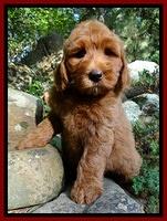 Joy Dawson pups 8 weeks old 601