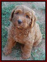 Joy dawson pups 7 wks old 211