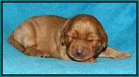 Jou Dawson pups 1 wk old 141