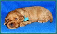 Joy Dawson pups 2 wks old 141000