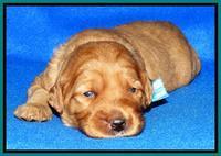 Joy Dawson pups 2 wks old 151000
