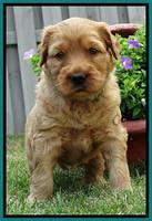 Joy Dawson pups 4 wks old 151