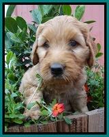 Joy Dawson pups 6 wks old 151