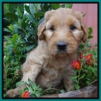 Joy Dawson pups 6 wks old 41