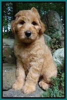 Joy Dawson pups 8 weeks old 51000