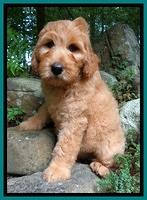 Joy Dawson pups 8 weeks old 71000