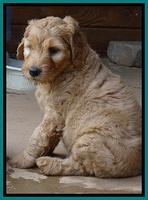 Joy dawson pups 7 wks old 241