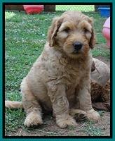 Joy dawson pups 7 wks old 251