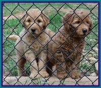 Joy dawson pups 7 wks old 261