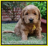Joy Dawson pups 4 wks old 221