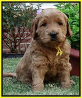 Joy Dawson pups 4 wks old 231
