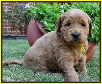 Joy Dawson pups 4 wks old 241